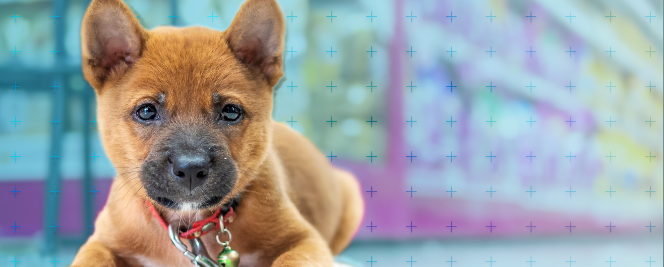 Strategies for Successfully Retaining Employees in the Pet Store Industry